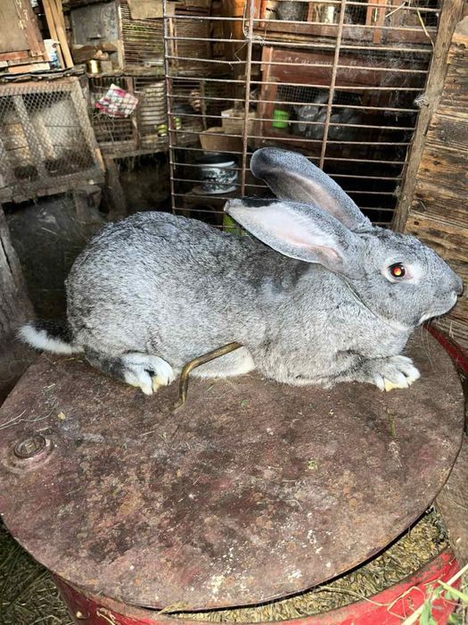 Продаж кролів !