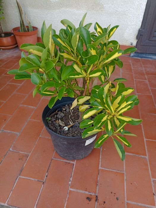 Plantas - Ivónimo e Aspíria