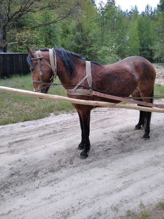 Продам спокійну кобилу