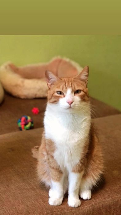Отдам рыже-белого кота,  2 года, кастрирован, привит