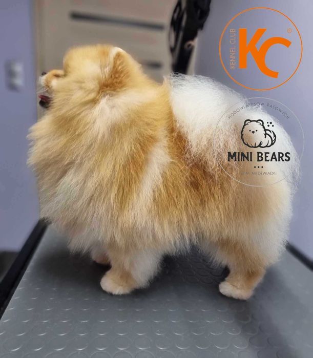 Szpic Miniaturowy Pomeranian Reproduktor Krycie