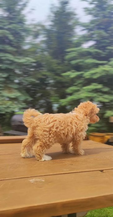 Милый Мальтипу ф1 ф2