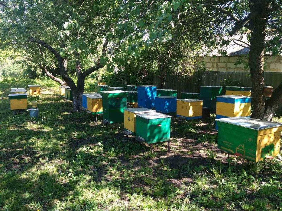 Укомплектовані вулики