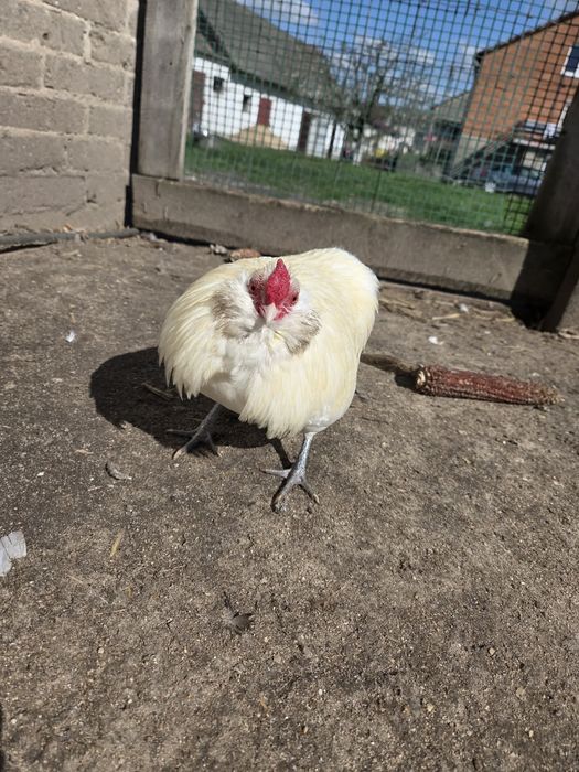 Brodacze antwerpskie koguty