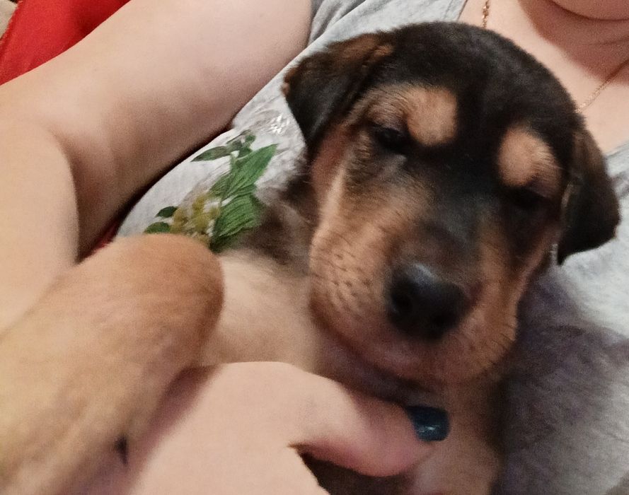 Вiддам у добрi руки щенка