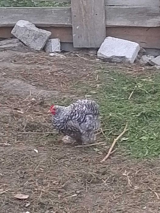 Kogutki kochina miniaturka