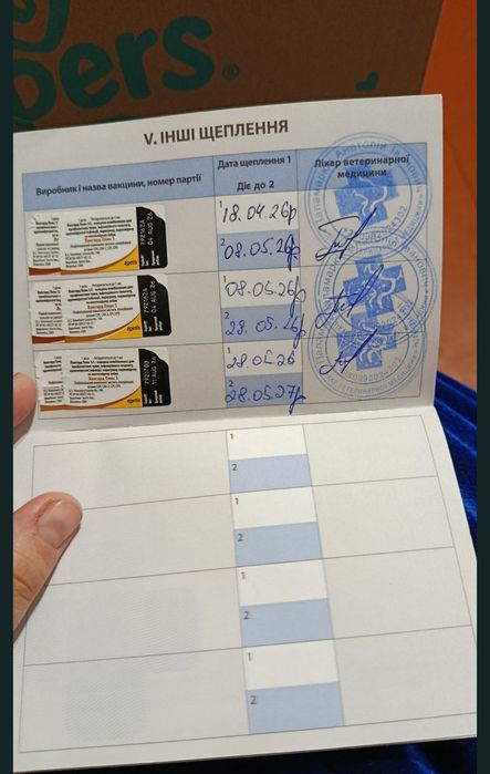 Продаю песика міні чхоачхоа коббі