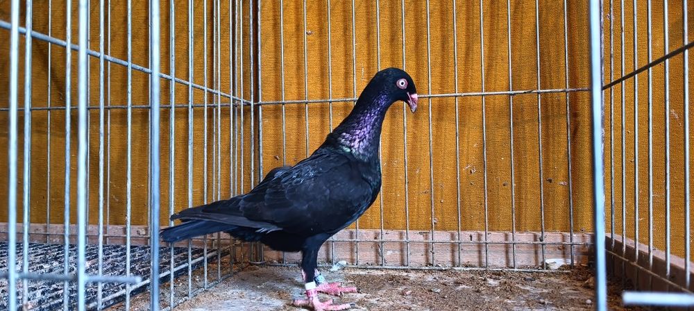 Gołębie z lotu. Duński lotny Samica