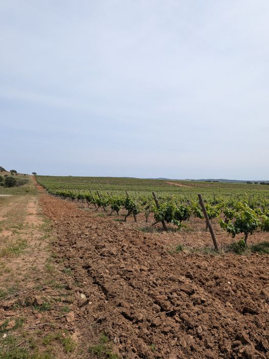 Propriedade / vinha para venda — Reguengos de Monsaraz, Évora