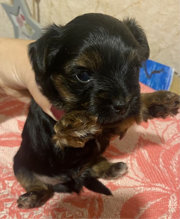 Хлопчик йоркширський тер‘єр