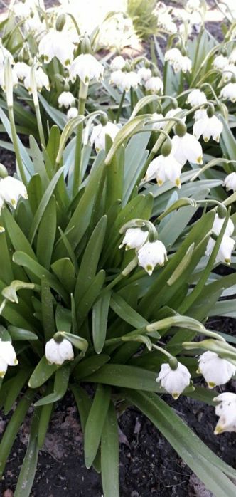 Цветы моего сада