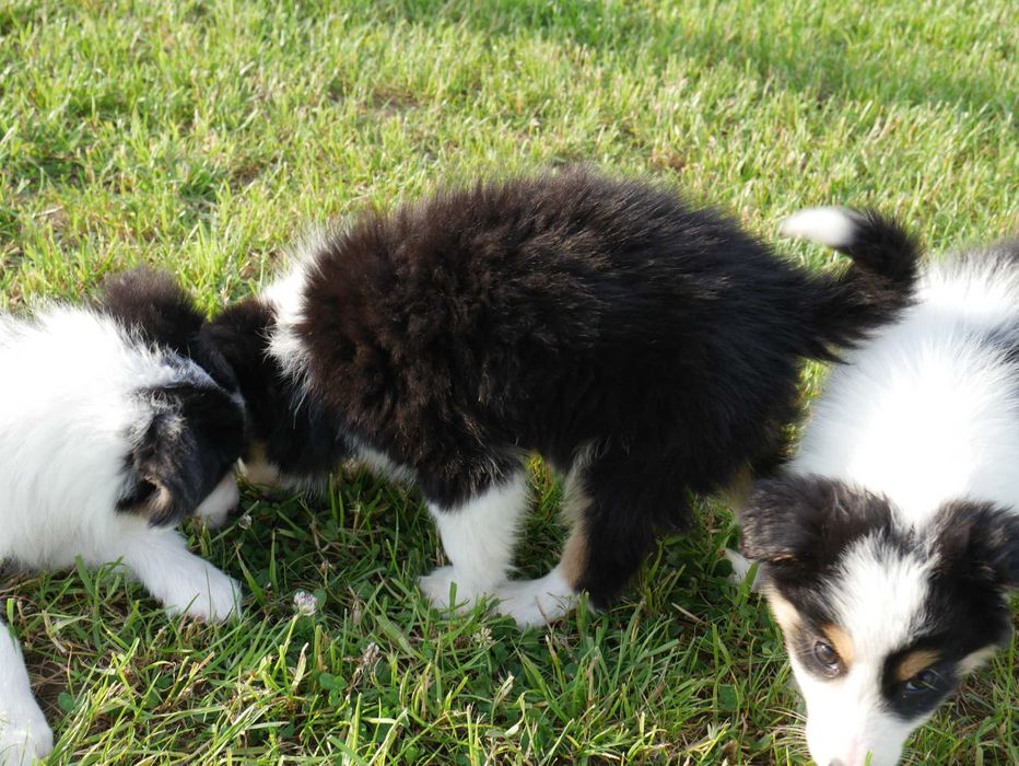 Border Collie pies