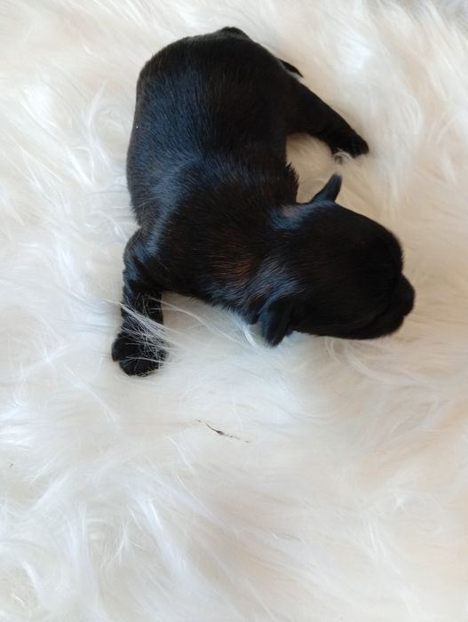 Mini Black  Yorkshire terrier, nie biewer. Okazja.
