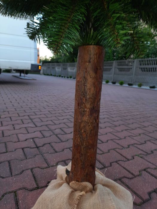 Choinka sztuczna, Sosna Diamentowa na pniu - 120 cm, Producent