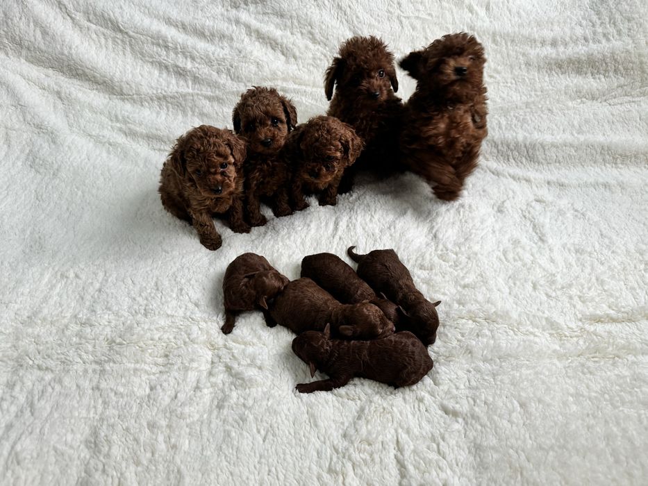 Супер яскраві дітки тойпуделя