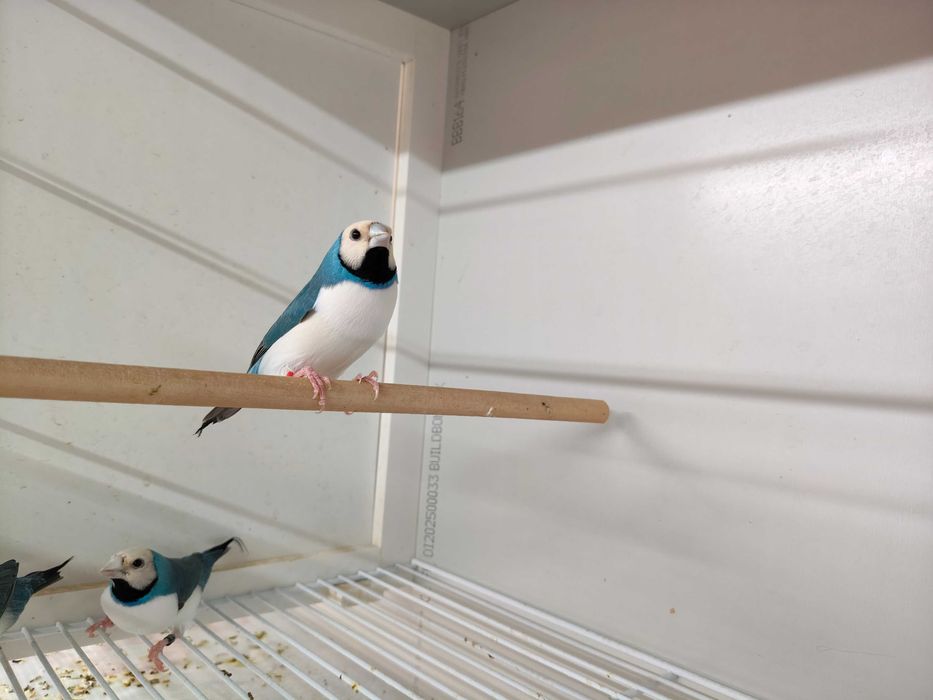 Diamantes Gould