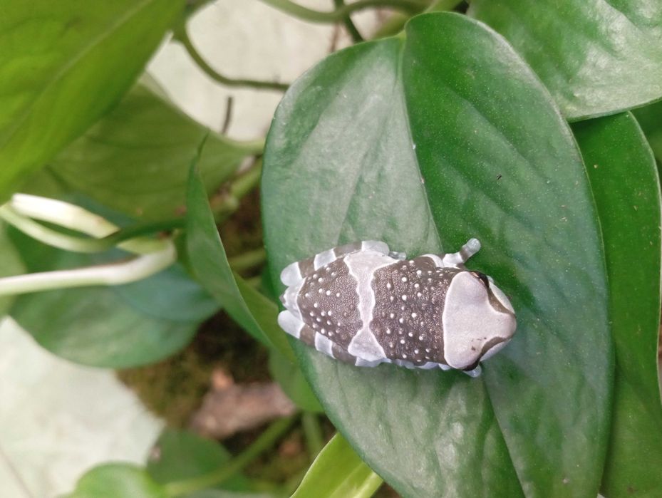 Rzekotka żabia Trachycephalus resinifictrix