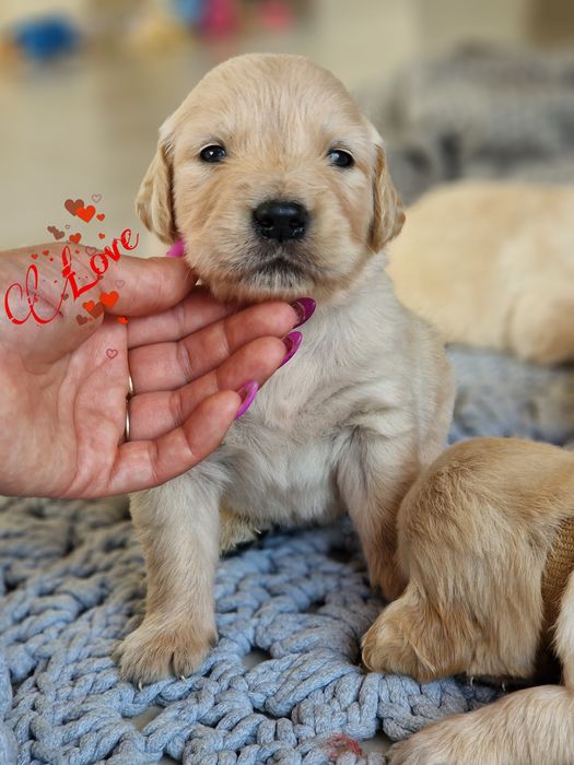 Golden Retriever Szczeniaki  Złoty / Ciemno złoty