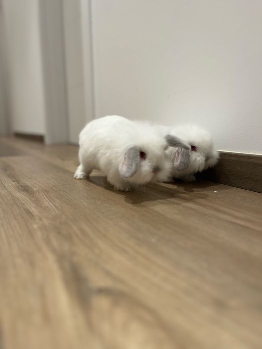 Para adocao casal de Coelhos anoes belier