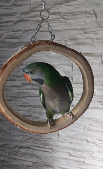 Aleksandeta obrożna