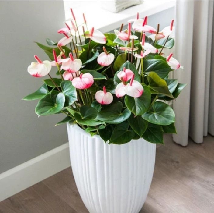 Антуріум Принцеса Амалія h 80 см