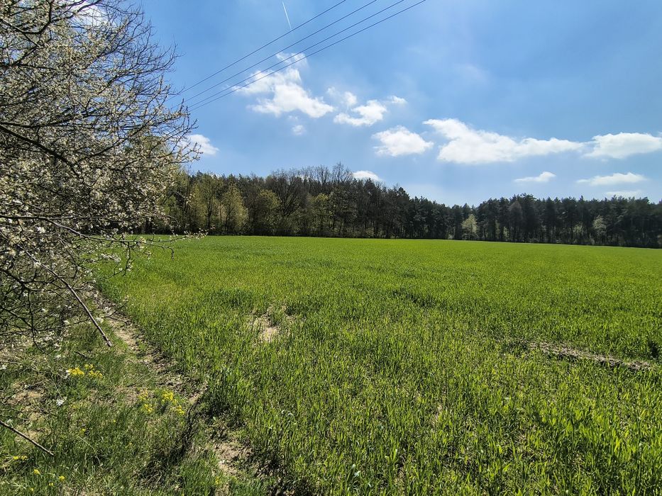Działka budowlana | Brzeg, gm. Pęczniew | 2,5 km od Zalewu Jeziorsko - Widok 2