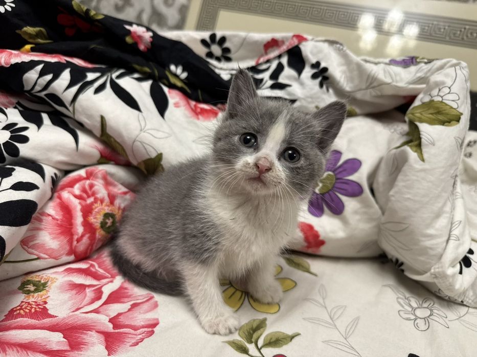 Віддамо котиків в добрі руки