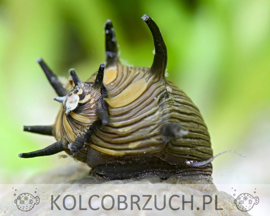 Ślimak - Clithon subgranosa - Clithon SUN - dowóz, wysyłka