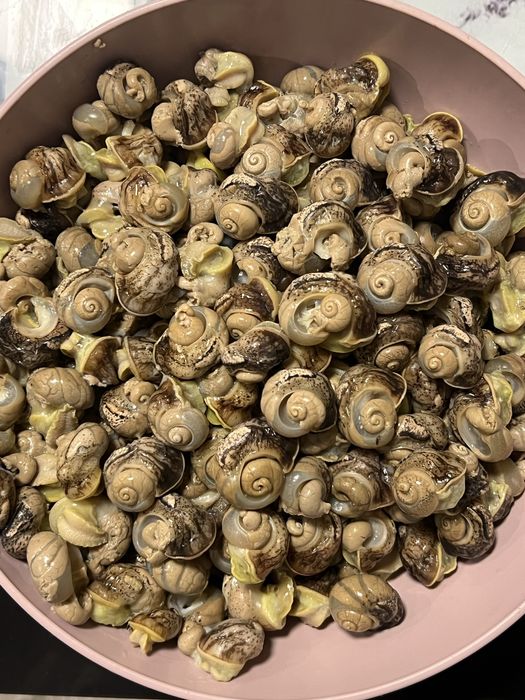 Філе равлика Helix Aspersa Muller та Maxima.