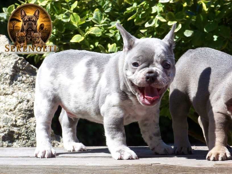 Buldog Francuski - samiec