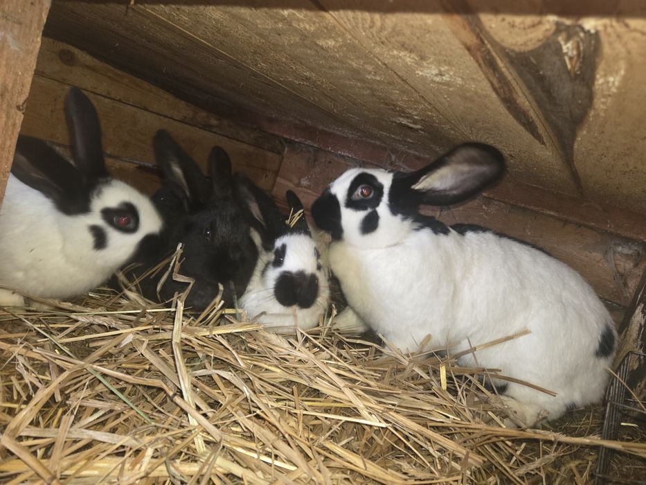 Samica Srokacz OSC 1.5 roku