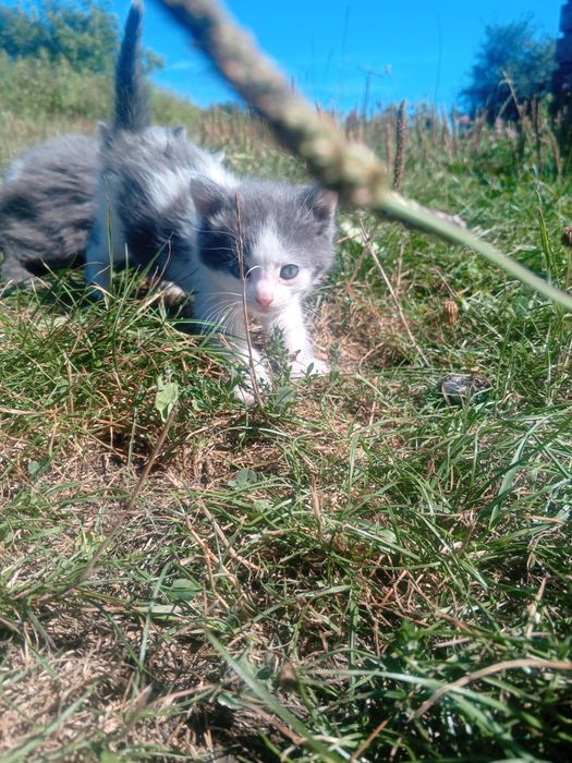 Маленькі кошенята
