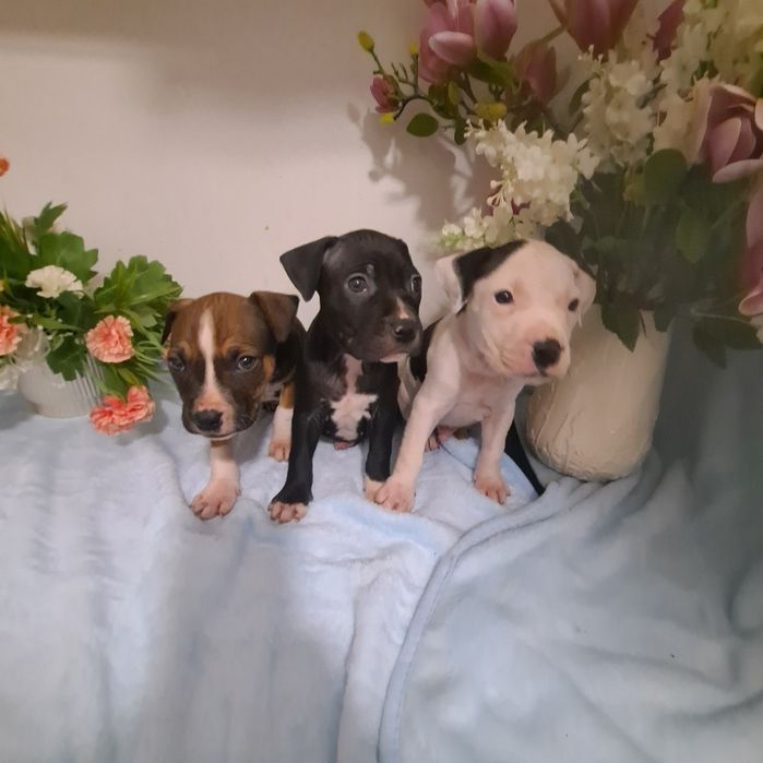 Rezerwacja amstaf szczenie