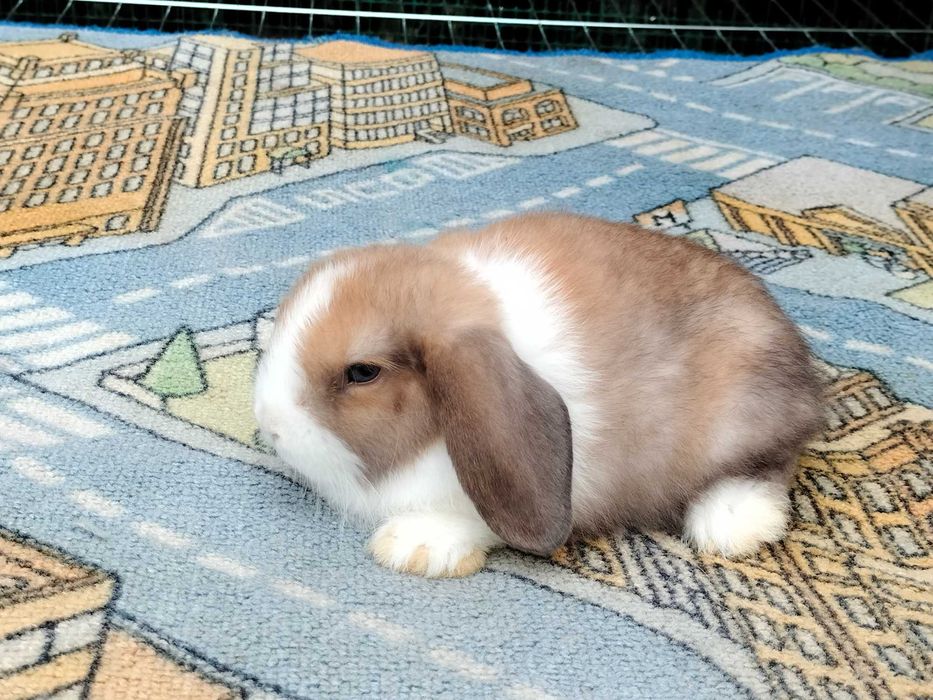 Króliki baranki mini