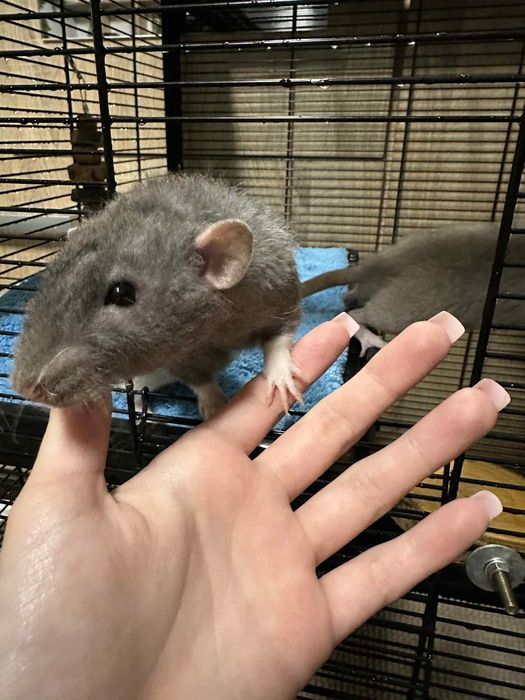 Sprzedam szczury z klatką i wyposażeniem
