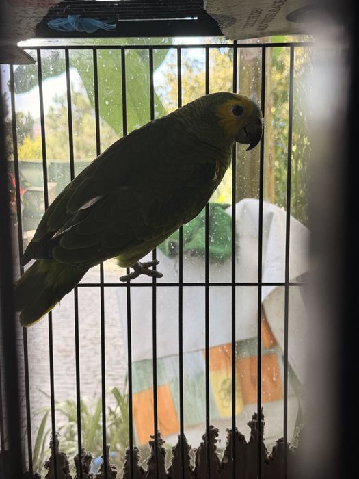 Papagaio Amazona Aestiva