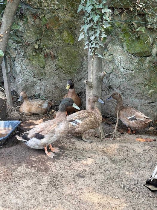 Casais de patos KAKHI CAMPBELL