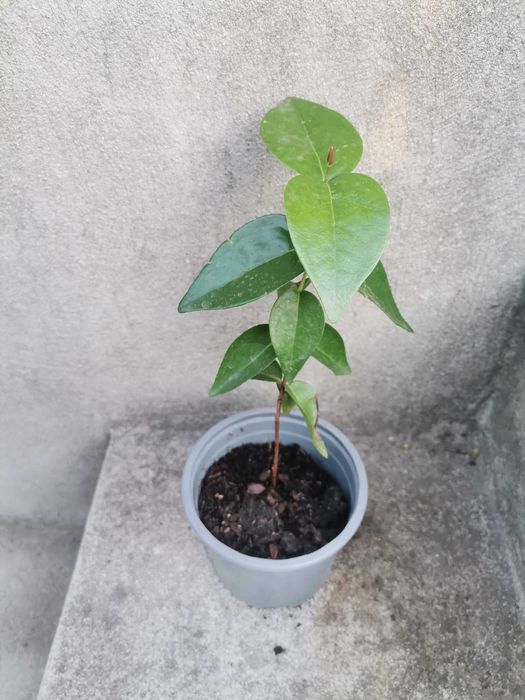 Pitangueira / Árvore de Pitanga