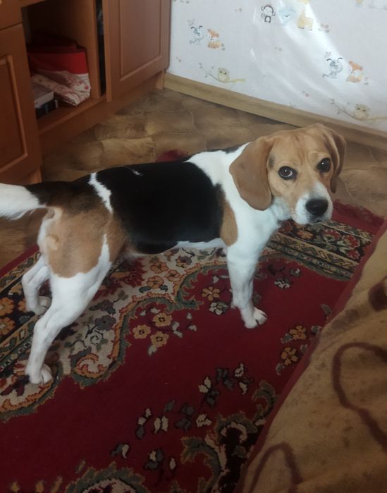 Дівчинка бігль 4роки .Хмельницький .