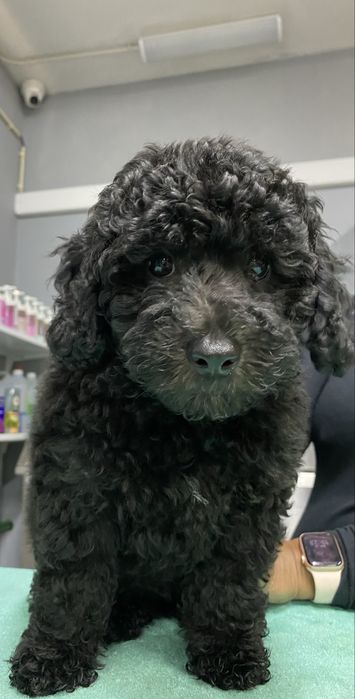 Lindo puppy de Caniche/Poodle medio procura novo dono!!!