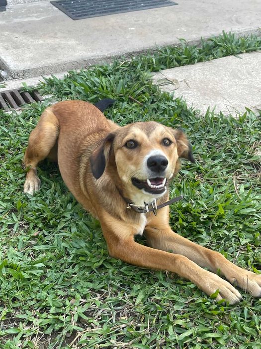 Doa se Cadela 7 Meses