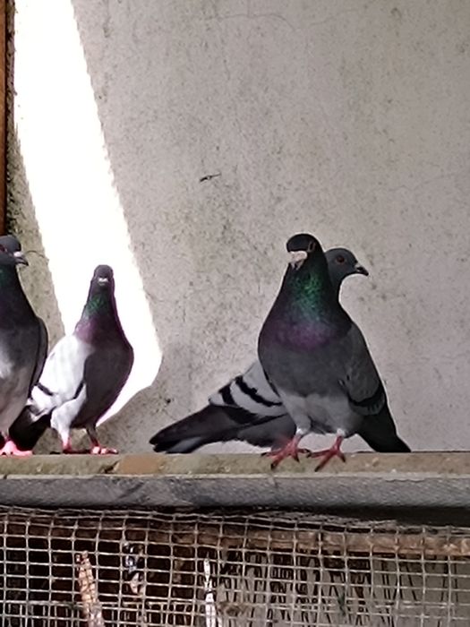 Pombos e Rolas Turcas