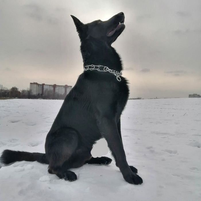 Вязка .Чорна німецька вівчарка