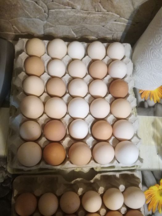 Jajka z wolnego wybiegu