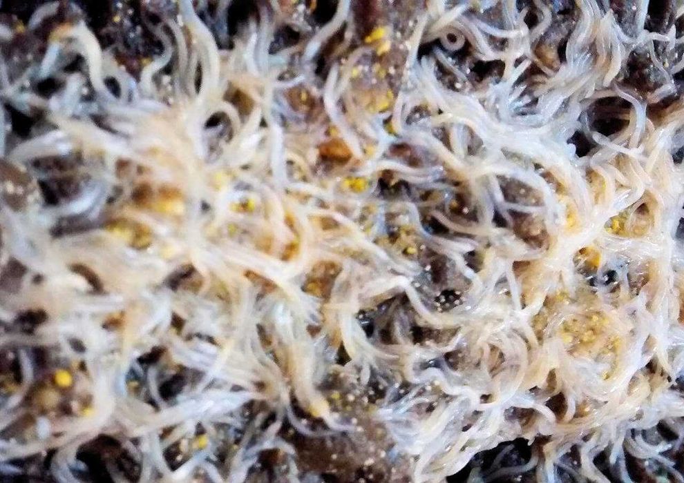 Ostracod/Dáfnia/Planária/Tenébrio/Colembolo/Isópode - alimento vivo