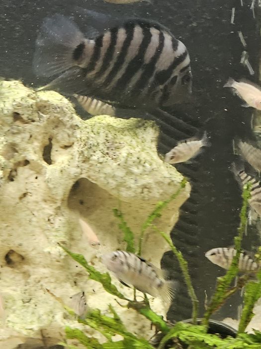 Peixes crias de ciclideos , muito resistentes e fácil de tratar .