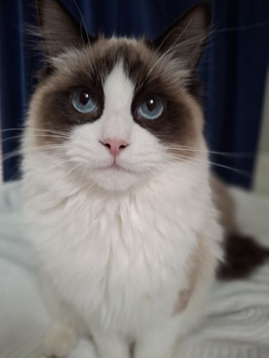 Cudny kocurek Ragdoll