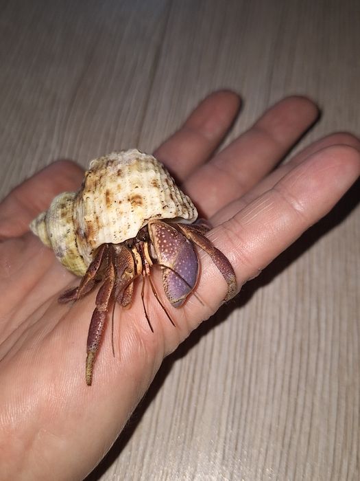 Karaibski krab pustelnik lądowy -  Coenobita clypeatus