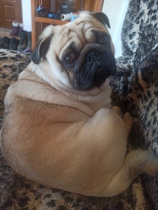 Чарівний мопсик чекає на дівчинку