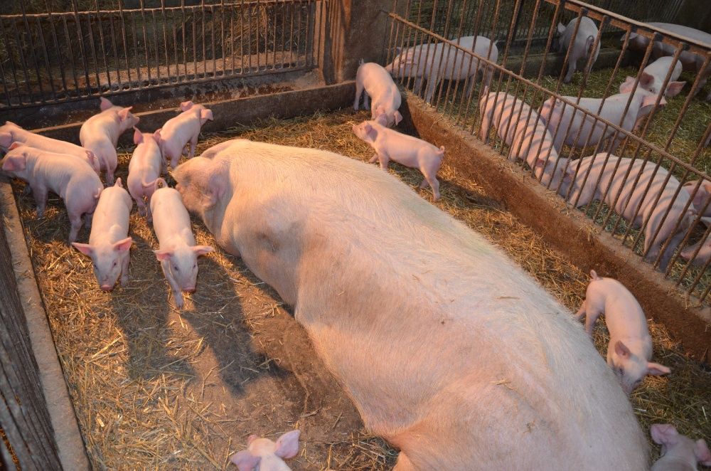 Loszki hodowlane/zarodowe rasy PBZ